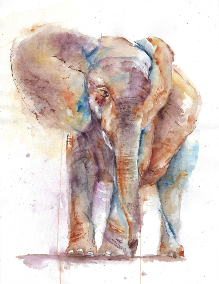 Acuarela de un elefante con tonos cálidos y fríos, pinceladas sueltas y textura expresiva