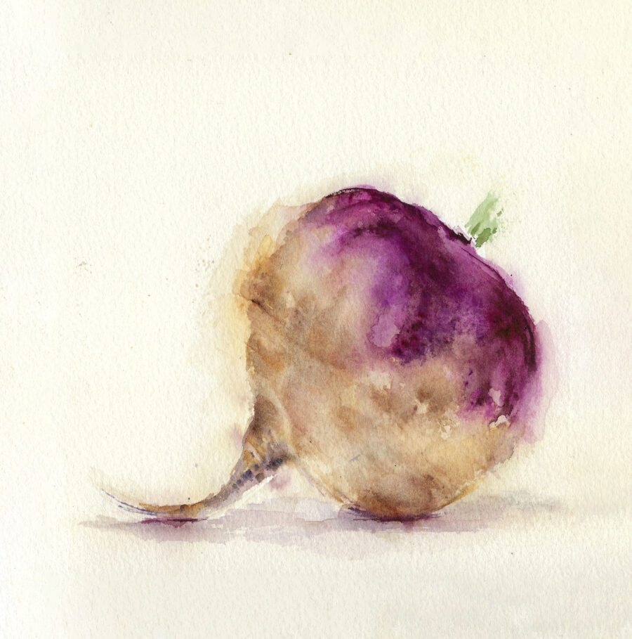 Ilustración en acuarela de un nabo morado sobre fondo blanco.