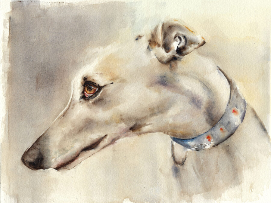 Perro de perfil pintado en acuarela con un collar elegante