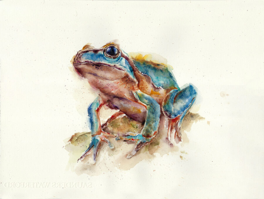 Acuarela detallada de una rana azul con tonos marrones, posada sobre una superficie terrosa con una mirada atenta.