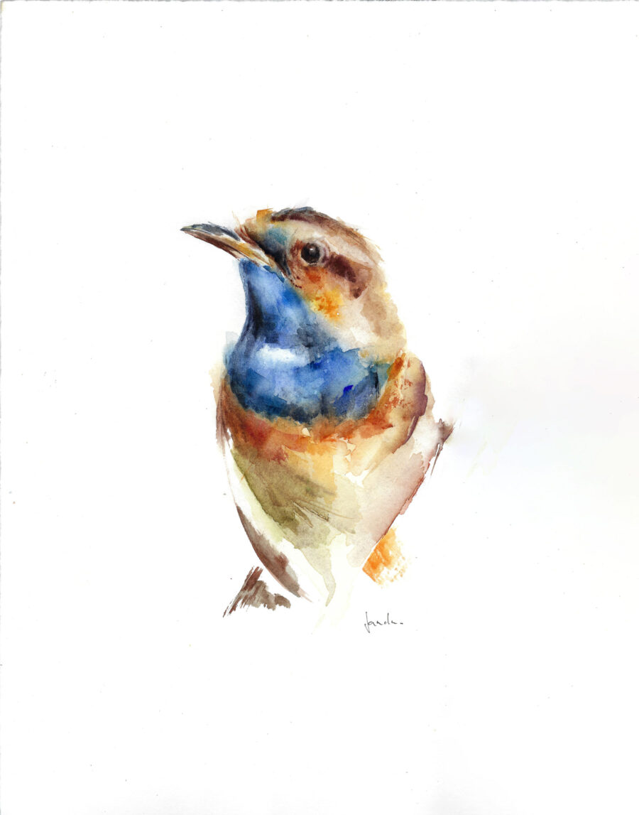 Ilustración en acuarela de un ruiseñor pechiazul con tonos vibrantes de azul, marrón y naranja sobre un fondo blanco