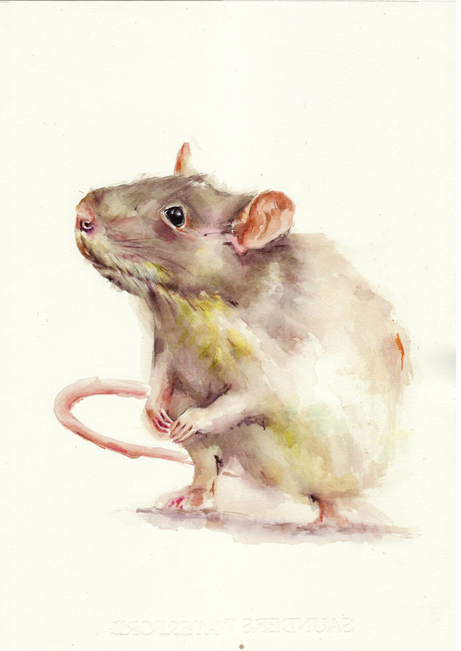 Acuarela de una ratita de color marrón con cola rosada y mirada atenta sobre fondo blanco.