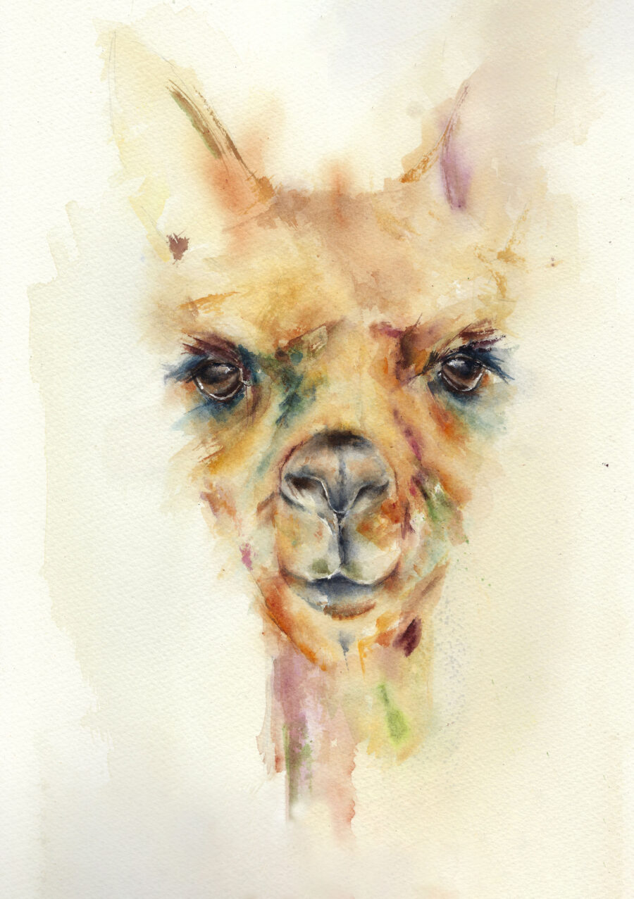 Acuarela de una llama, mostrando su rostro con detalles vibrantes y un fondo suave, obra original de Sandra Aguilar.