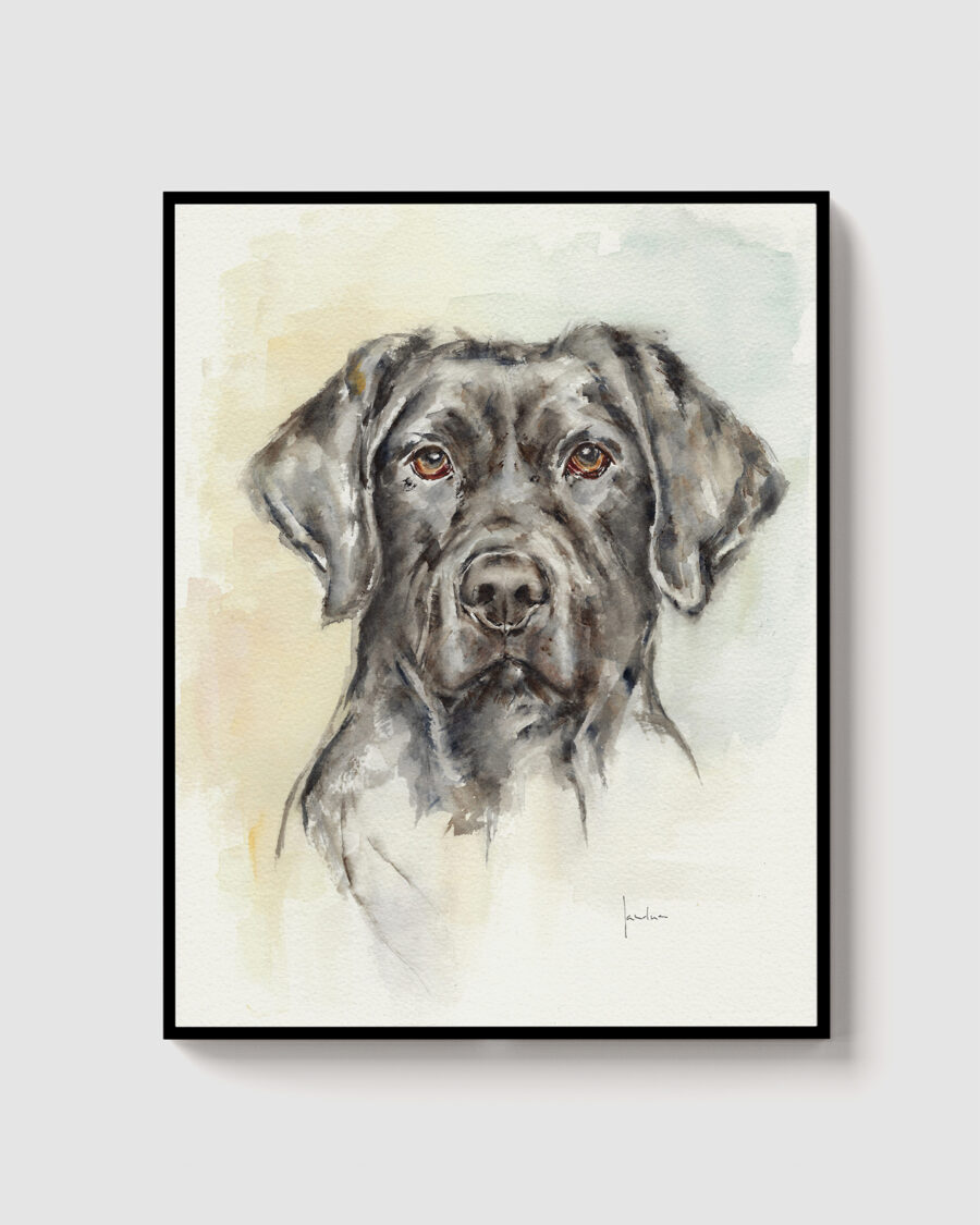 Labrador Retriever