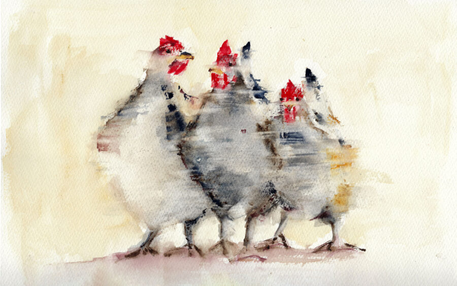 Acuarela de cuatro gallinas pintadas con estilo suelto y pinceladas expresivas en tonos grises, negros y rojos, sobre fondo claro.