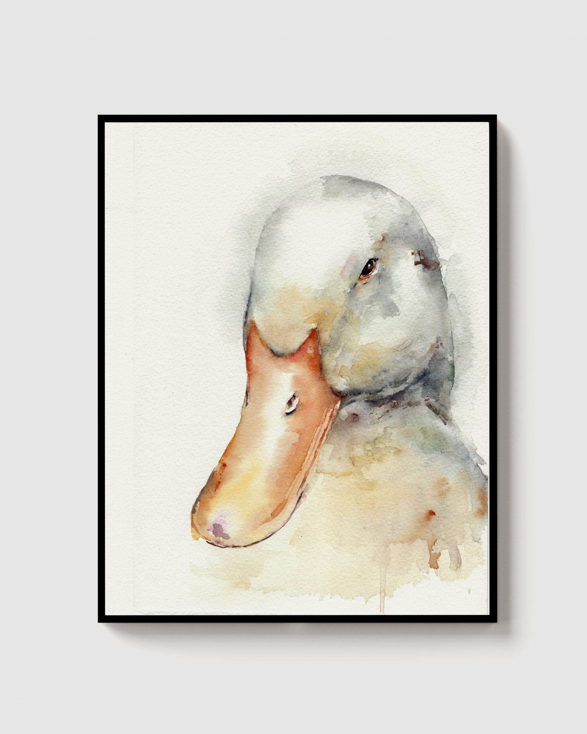 Acuarela de un pato con plumaje gris y pico anaranjado sobre fondo claro.