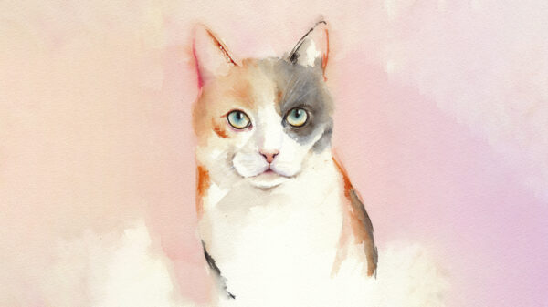Un gato