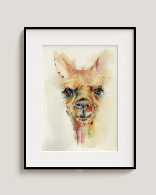 Llama