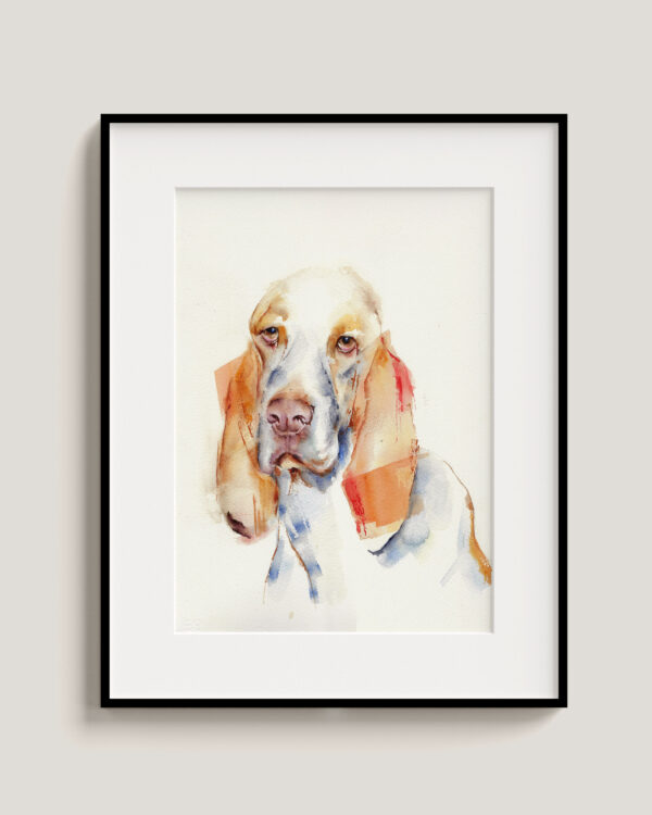 Basset Hound