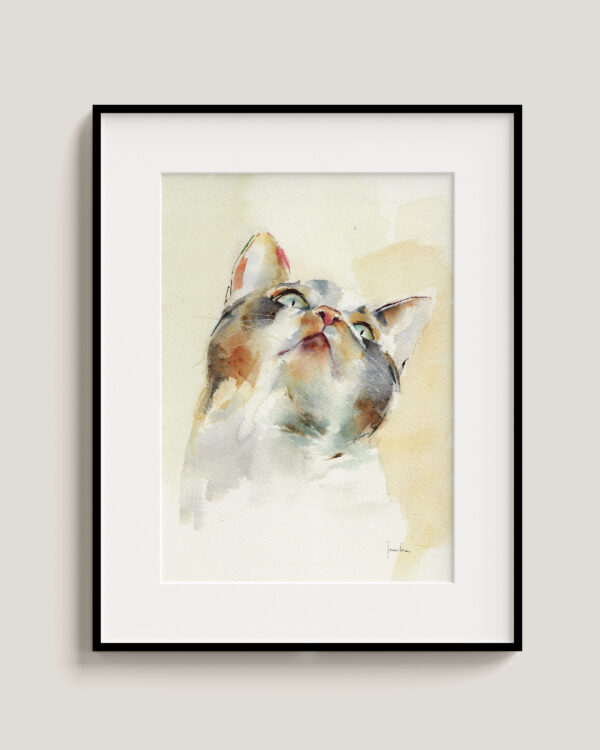 Gato naranja